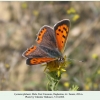 lycaena phlaeas daghestan male 1